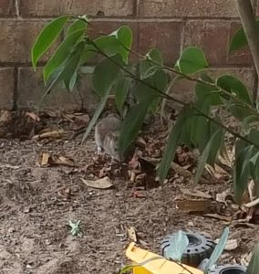 woodrat